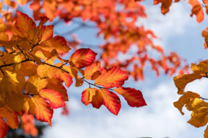 Herfstverlof van 04-11 tem 8-11